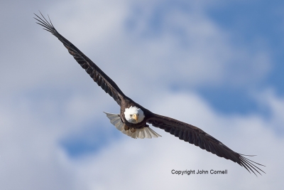 Bald-Eagle;Eagl2e;Flying-Bird;Haliaeetus-leucocephalus;Photography;action;active